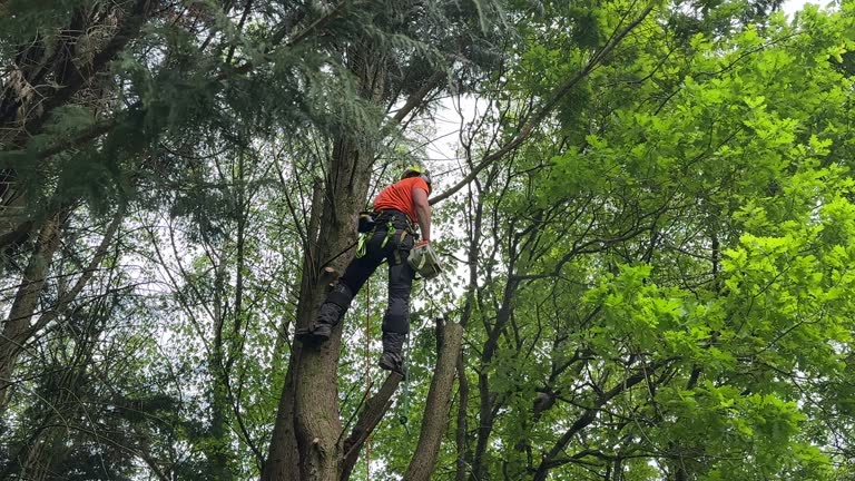 Best Arborist Consultation Services  in Tres Arroyos, NM